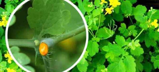 Celandine para o tratamento do fungo das unhas