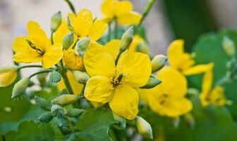 Métodos folclóricos para tratar o fungo das pernas